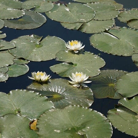 Photos of lily pads