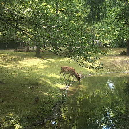 Deer drinking out of a pond with a green background